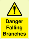 danger-falling-branches~